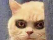 D4C4