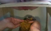 Extreme scat eating male slave