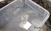 Beautiful babe shitting in a lunch box