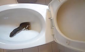 Guy shits long brown turd in toilet, flushes it twice