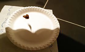 Pile of crap on a white plate