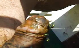 The dirty shitty cock