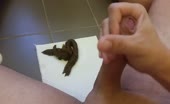 Warm cum on a pile of fresh shit
