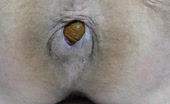 Up close Hot! shitting with shit sitting and licking