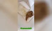 Trying to flush shit