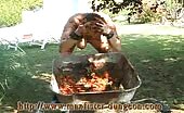 Woman smearing shit in wheelbarrow outdoors