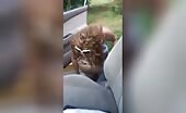 Dirty lady pooping in the street