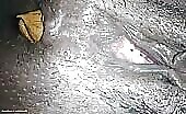 Black pussy and yellow turd closeup 